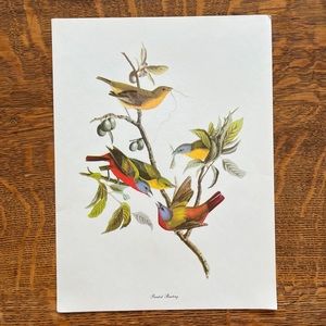 Vintage Audubon Birds of America Lithograph Print, Painted Bunting